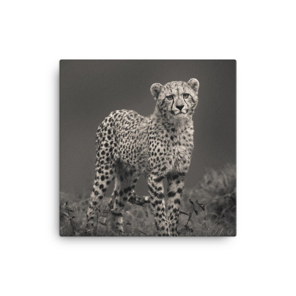 Canvas: "Cheetah"