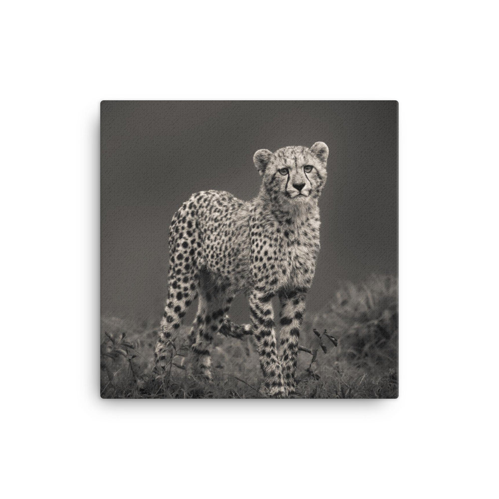 Canvas: "Cheetah"