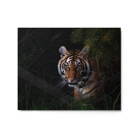 Metal Glossy Print: "Tiger"